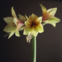 Amaryllis, Hippeastrum.