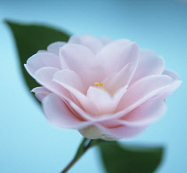 Camellia.