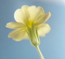 Primrose, Primula vulgaris.