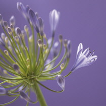 Agapanthus.