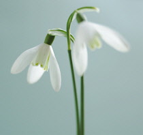 Snowdrop, Galanthus.