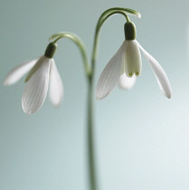 Snowdrop, Galanthus.