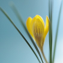 Crocus.