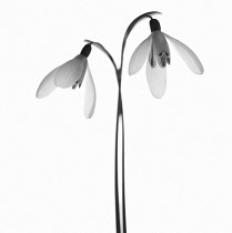 Snowdrop, Galanthus.