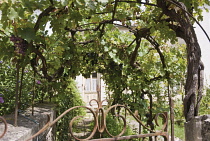 Grapevine, Vitis vinifera.