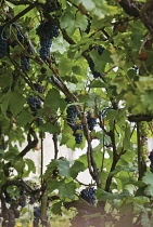 Grapevine, Vitis vinifera.