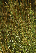 Veronica, Veronica longifolia.