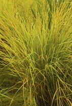 Pheasanttailgrass, Stipa arundinacea 'Autumn tints'.