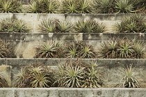 Aloe, Aloe arborescens.