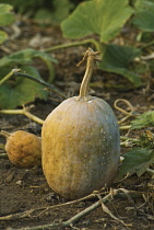 Squash, Cucurbita pepo.