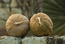 Squash, Cucurbita pepo.