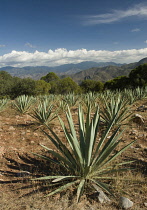 Agave, Agave tequiliana.