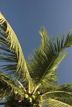 Coconutpalm, Cocos nucifera.