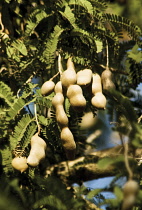 Tamarind, Tamarindus indica.