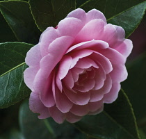 Camellia, Camellia x williamsii 'Monica Dance'.