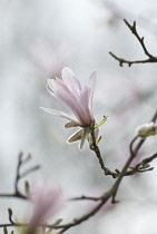 Magnolia, Magnolia kobus.