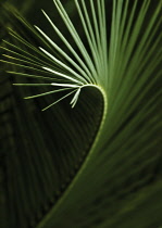 Palm.