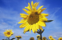 Sunflower, Helianthus annuus.