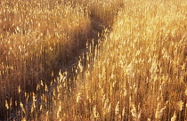 Reeds, Sedge, Phragmites australis.