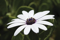 Osteospermum, Cape Daisy.