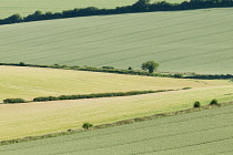 Wheat, Triticum.