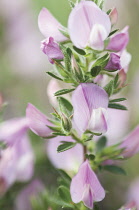 Restharrow, Ononis arvensis.