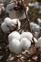 Cotton, Gossypium.