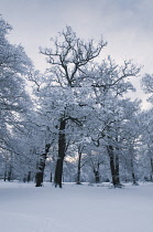 Oak, Quercus.