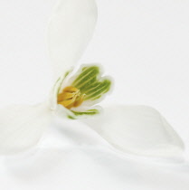 Snowdrop, Galanthus nivalis.