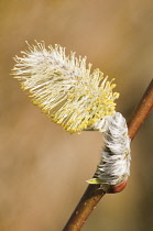 Osier, Salix viminalis.