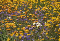 Marigold, Calendula.