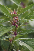 TreeSpinach, Chenopodium giganteum.