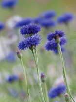 Cornflower, Centaurea cyanus.