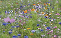 Cornflower, Centaurea cyanus.