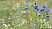 Cornflower, Centaurea cyanus.