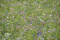 Cornflower, Centaurea cyanus.