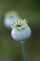 Poppy, Opium poppy, Papaver somniferum.