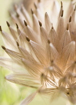 Thistle, Creeping thistle, Cirsium arvense.