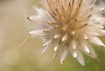 Thistle, Creeping thistle, Cirsium arvense.