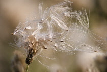 Thistle, Creeping thistle, Cirsium arvense.