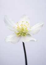 Christmas Rose, Helleborus niger.