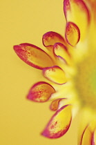 Chrysanthemum, Chrysanthemum 'Roma'.