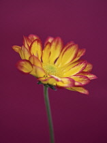 Chrysanthemum, Chrysanthemum 'Roma'.