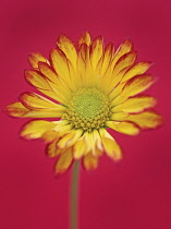 Chrysanthemum, Chrysanthemum 'Roma'.