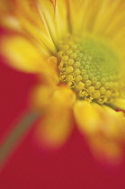 Chrysanthemum, Chrysanthemum 'Roma'.