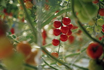 Tomato, Lycopersicon esculentum.