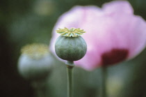 Poppy, Opium poppy, Papaver somniferum.