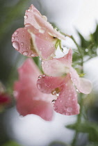 Sweetpea, Lathyrus odoratus.