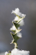 Holly, Ilex aquifolium.