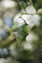 Holly, Ilex aquifolium.